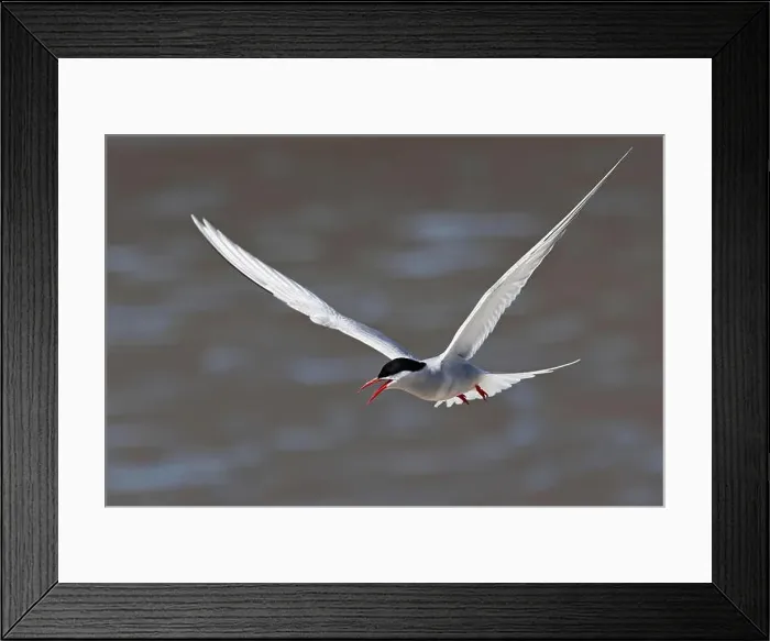 Framed Print : Arctic tern (Sterna paradisaea) in flight