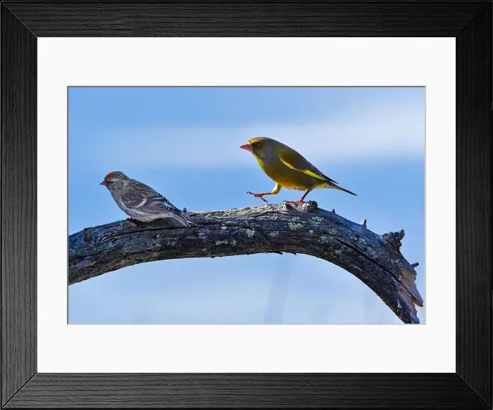 Framed Print : Finland, Kaamanen, Carduelis chloris, Greenfinch; Carduelis hornemanni, Arctic Redpoll Framed Print : Finland, Kaamanen, Carduelis chloris, Greenfinch; Carduelis hornemanni, Arctic Redpoll