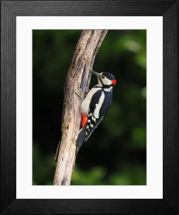 Framed Print : This pair of great spotted woodpeckers are taking advantage of an easy food source in my garden some of which they are Framed Print : This pair of great spotted woodpeckers are taking advantage of an easy food source in my garden some of which they are