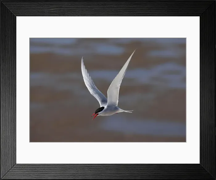 Framed Print : Arctic tern (Sterna paradisaea) in flight
