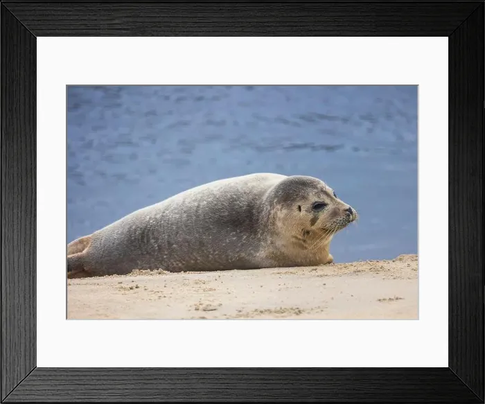 Framed Print : A beautiful seal lies on the sand Framed Print : A beautiful seal lies on the sand