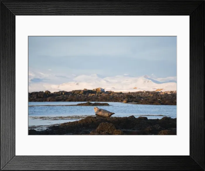 Framed Print : A lone seal enjoys the serene surroundings Framed Print : A lone seal enjoys the serene surroundings