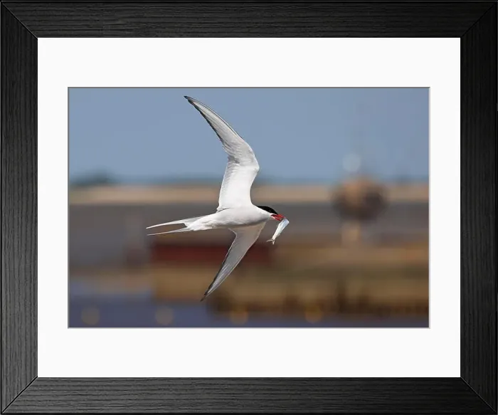 Framed Print : Arctic tern (Sterna paradisaea) in flight with fish in its beak Framed Print : Arctic tern (Sterna paradisaea) in flight with fish in its beak