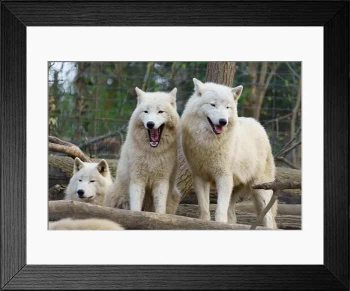 Framed Print : Pack of three Arctic Wolfs (Canis lupus arctos) also called Polar Wolf or White Wolf Framed Print : Pack of three Arctic Wolfs (Canis lupus arctos) also called Polar Wolf or White Wolf