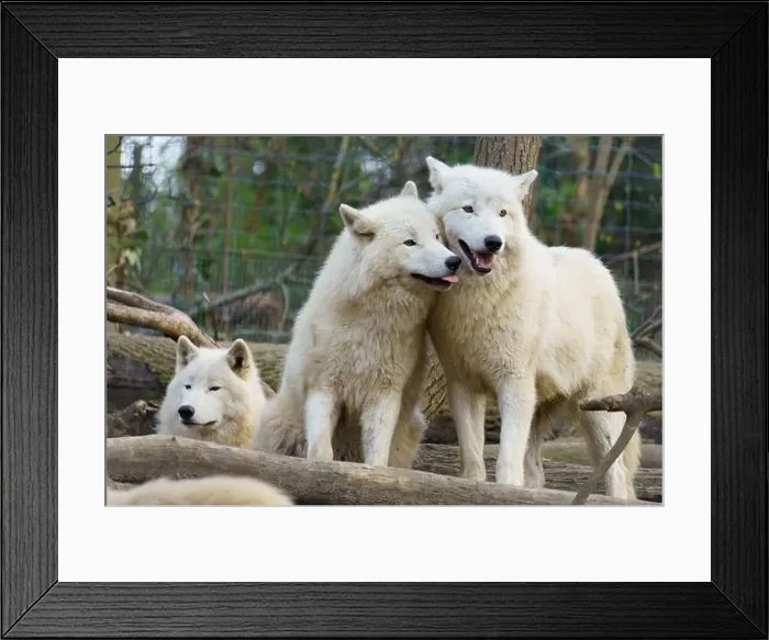 Framed Print : Pack of three Arctic Wolfs (Canis lupus arctos) also called Polar Wolf or White Wolf Framed Print : Pack of three Arctic Wolfs (Canis lupus arctos) also called Polar Wolf or White Wolf