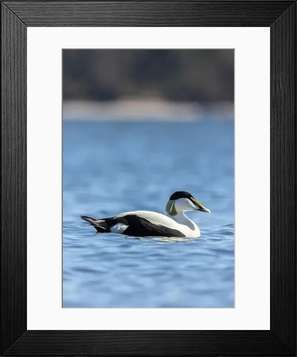 Framed Print : A male common eider in Finlad Framed Print : A male common eider in Finlad