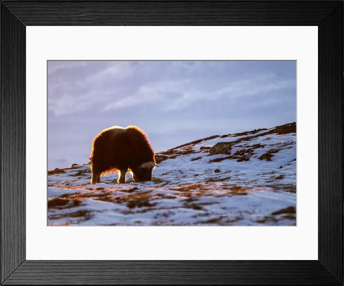 Framed Print : Beautiful portrait of a baby musk ox in the snow looking for something to eat among stones Framed Print : Beautiful portrait of a baby musk ox in the snow looking for something to eat among stones