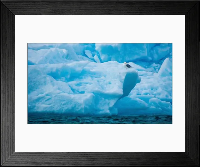 Framed Print : Glaucous Gull, Larus hyperboreus, Arctic, Spitsbergen, Svalbard, Norway, Europe