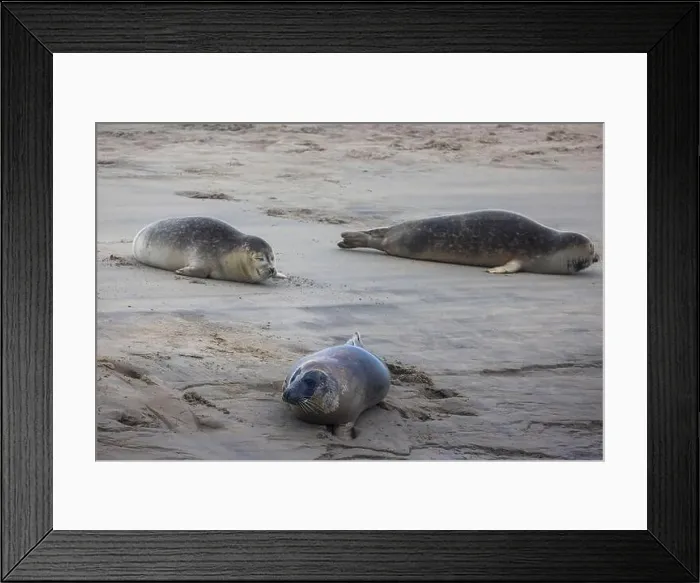 Framed Print : A beautiful seal lies on the sand Framed Print : A beautiful seal lies on the sand