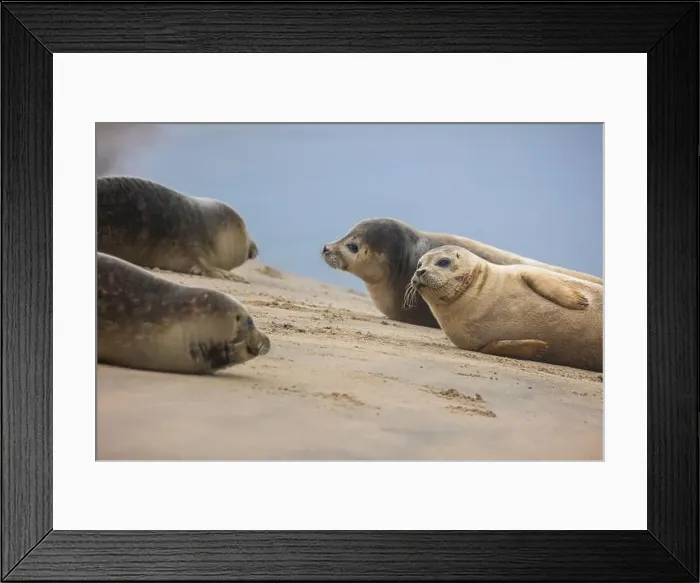 Framed Print : A beautiful seal lies on the sand Framed Print : A beautiful seal lies on the sand