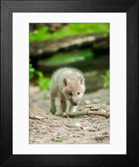 Framed Print : A juvenile wolf is casually strolling along a dusty rural path Framed Print : A juvenile wolf is casually strolling along a dusty rural path