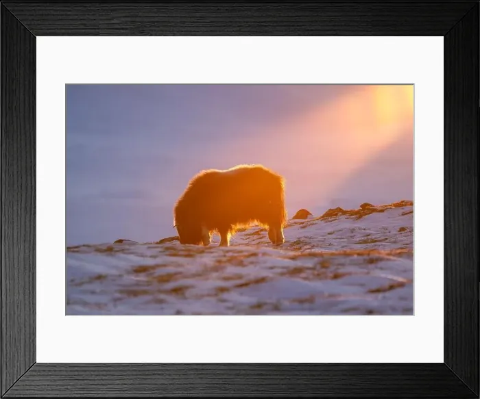 Framed Print : Beautiful portrait of a baby musk ox in the snow looking for something to eat among stones