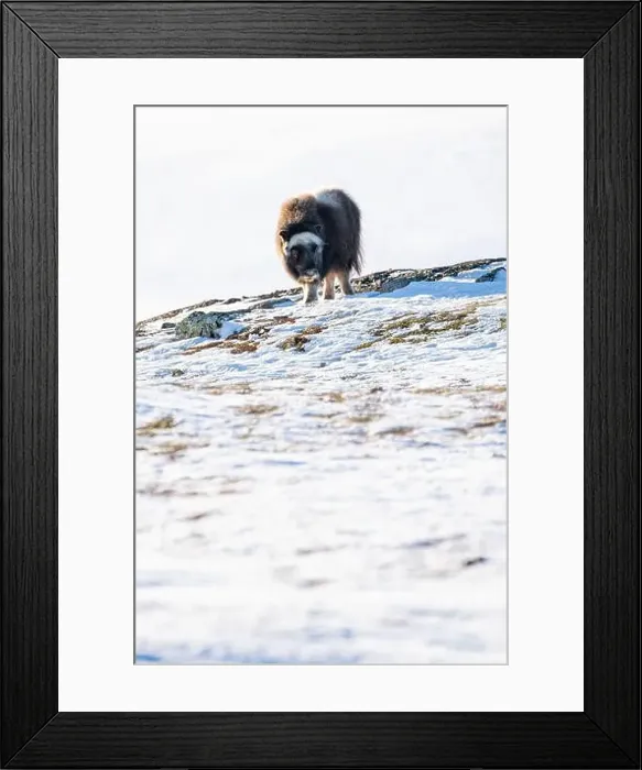 Framed Print : Beautiful portrait of a baby musk ox walks through the snow looking for something to eat among stones Framed Print : Beautiful portrait of a baby musk ox walks through the snow looking for something to eat among stones