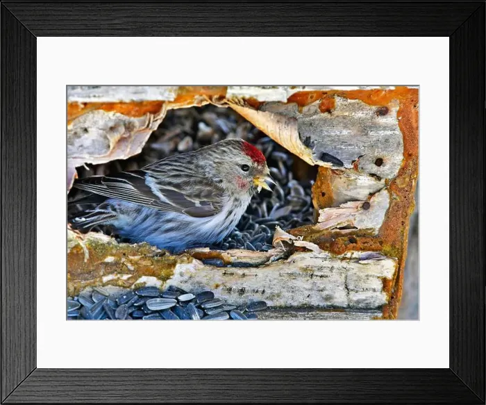 Framed Print : Finland, Kaamanen, Carduelis hornemanni, Arctic Redpoll Framed Print : Finland, Kaamanen, Carduelis hornemanni, Arctic Redpoll