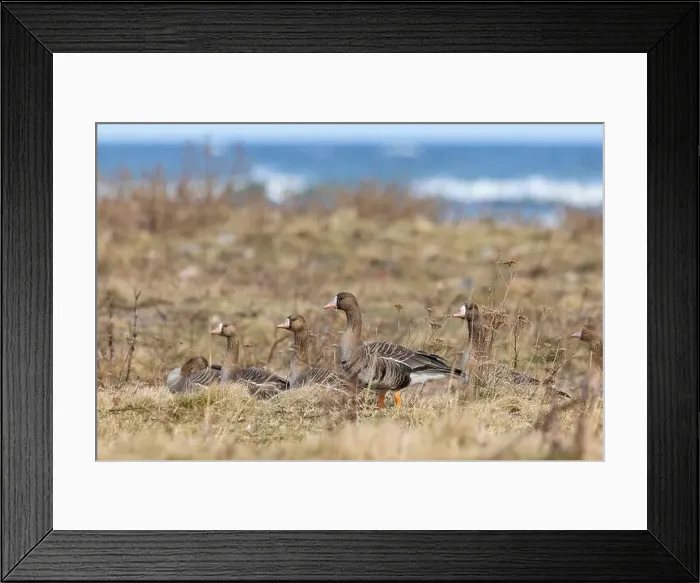 Framed Print : Greater white-fronted geese in Estonia Framed Print : Greater white-fronted geese in Estonia