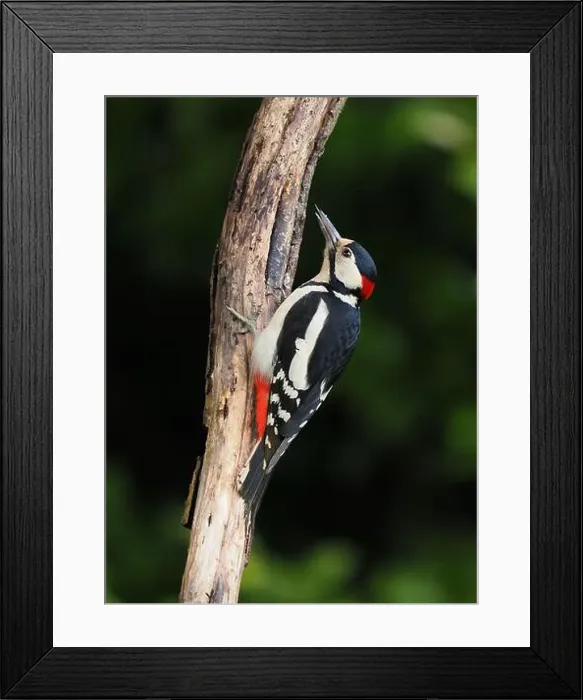 Framed Print : This pair of great spotted woodpeckers are taking advantage of an easy food source in my garden some of which they are Framed Print : This pair of great spotted woodpeckers are taking advantage of an easy food source in my garden some of which they are