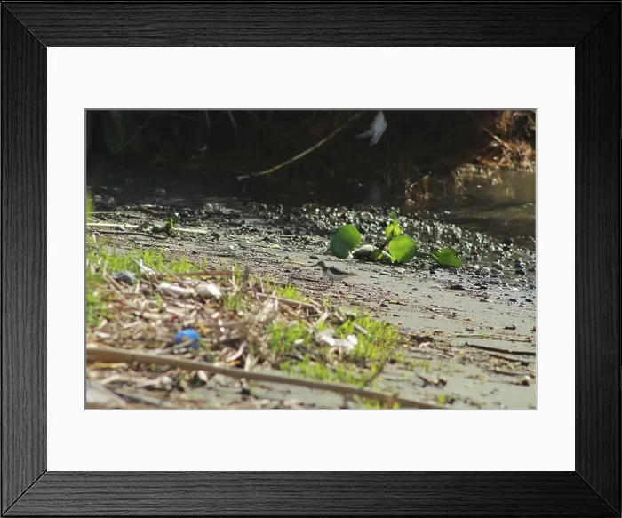 Framed Print : Common sandpiper, Actitis hypoleucos, at lake. Actitis hypoleucos, is a small Palearctic wader Framed Print : Common sandpiper, Actitis hypoleucos, at lake. Actitis hypoleucos, is a small Palearctic wader