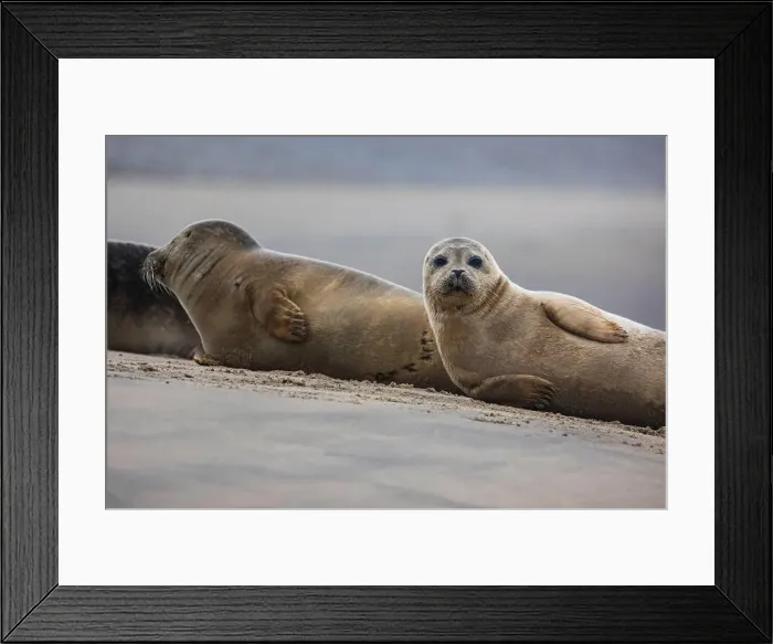 Framed Print : A beautiful seal lies on the sand Framed Print : A beautiful seal lies on the sand