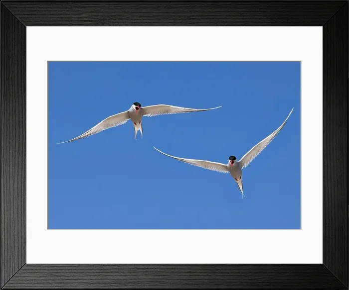 Framed Print : Arguing Arctic terns (Sterna paradisaea) in flight