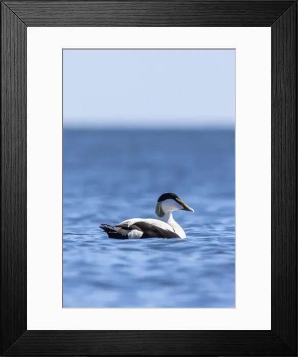 Framed Print : A male common eider in Finlad Framed Print : A male common eider in Finlad