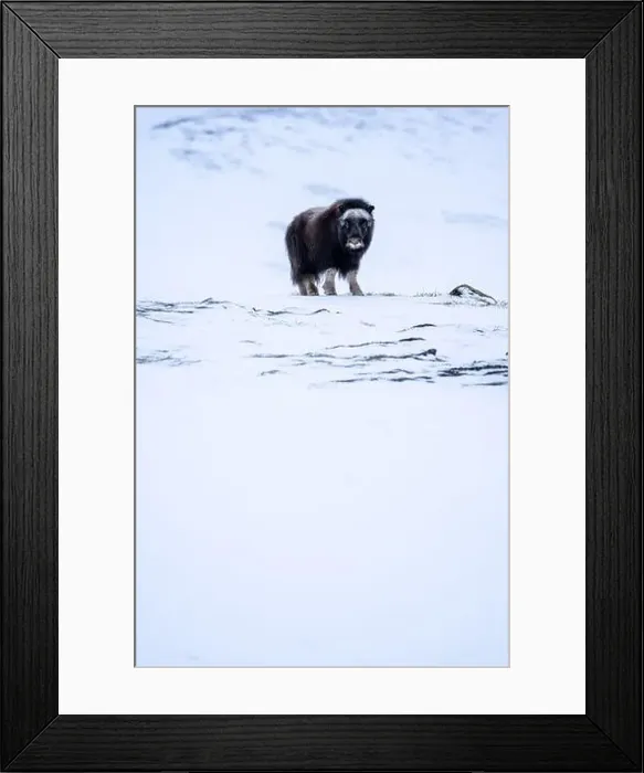 Framed Print : Beautiful portrait of a baby musk ox walks through the snow looking for something to eat among stones Framed Print : Beautiful portrait of a baby musk ox walks through the snow looking for something to eat among stones