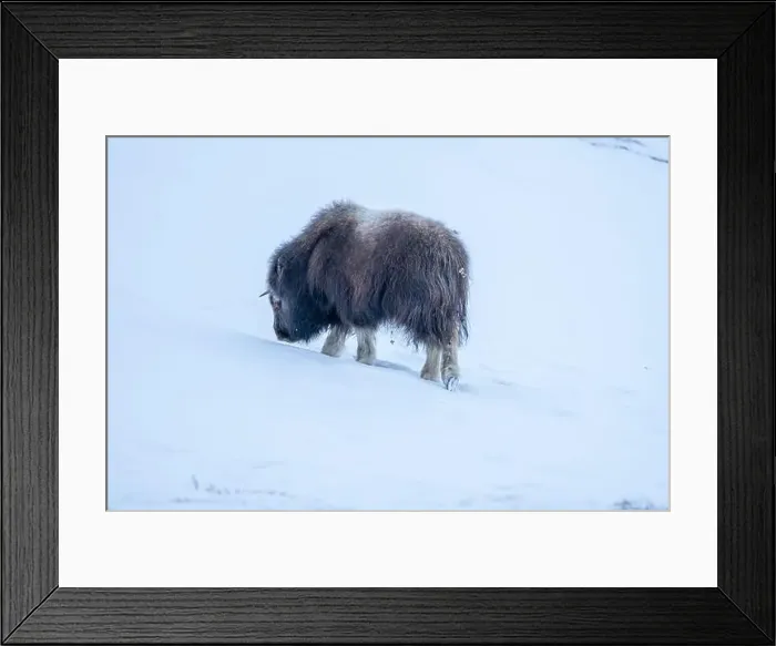 Framed Print : Beautiful portrait of a baby musk ox walks through the snow looking for something to eat among stones Framed Print : Beautiful portrait of a baby musk ox walks through the snow looking for something to eat among stones