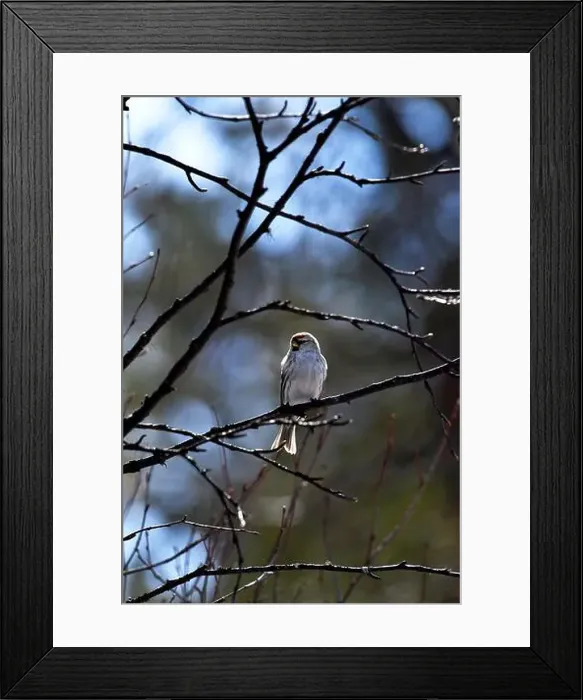 Framed Print : Finland, Kaamanen, Carduelis hornemanni, Arctic Redpoll Framed Print : Finland, Kaamanen, Carduelis hornemanni, Arctic Redpoll