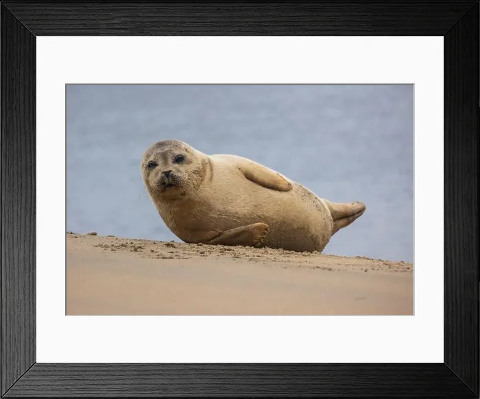 Framed Print : A beautiful seal lies on the sand Framed Print : A beautiful seal lies on the sand