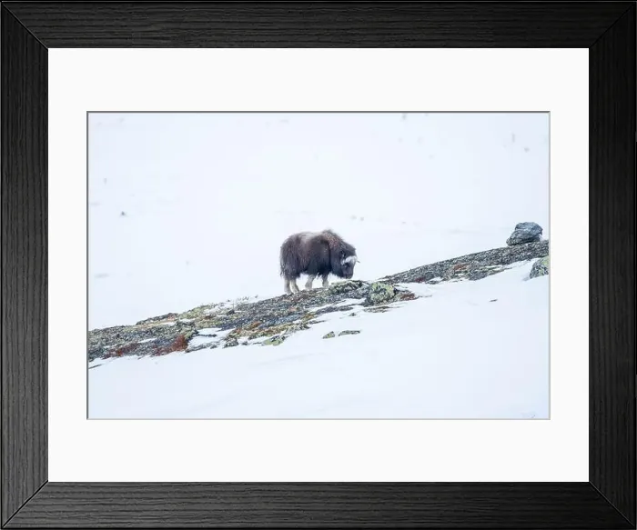 Framed Print : Beautiful portrait of a baby musk ox walks through the snow looking for something to eat among stones Framed Print : Beautiful portrait of a baby musk ox walks through the snow looking for something to eat among stones