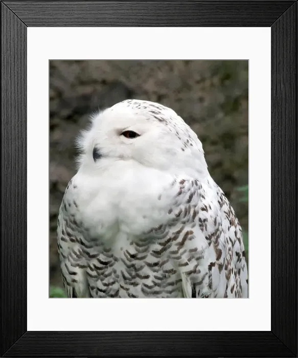Framed Print : Snowy owl, polar owl, white owl, Arctic owl, Schnee-Eule, Harfang des neiges, Bubo scandiacus, hóbagoly, Zoo