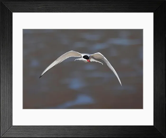 Framed Print : Arctic tern (Sterna paradisaea) in flight