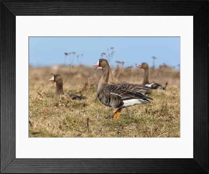 Framed Print : Greater white-fronted geese in Estonia Framed Print : Greater white-fronted geese in Estonia