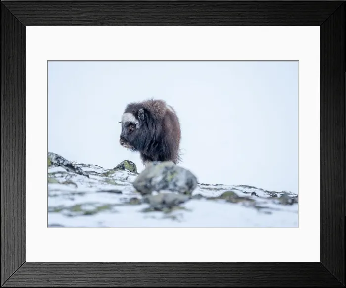 Framed Print : Beautiful portrait of a baby musk ox walks through the snow looking for something to eat among stones Framed Print : Beautiful portrait of a baby musk ox walks through the snow looking for something to eat among stones
