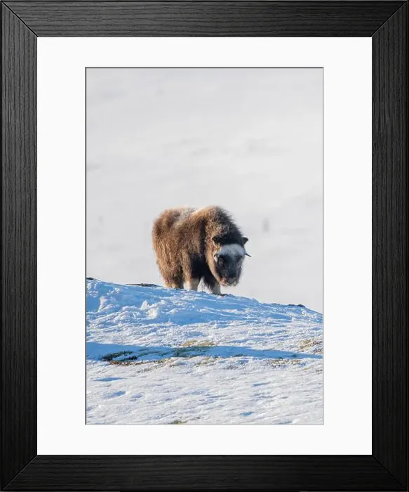 Framed Print : Beautiful portrait of a baby musk ox with the first rays of sunset sun in a majestic and idyllic landscape in Norway Framed Print : Beautiful portrait of a baby musk ox with the first rays of sunset sun in a majestic and idyllic landscape in Norway