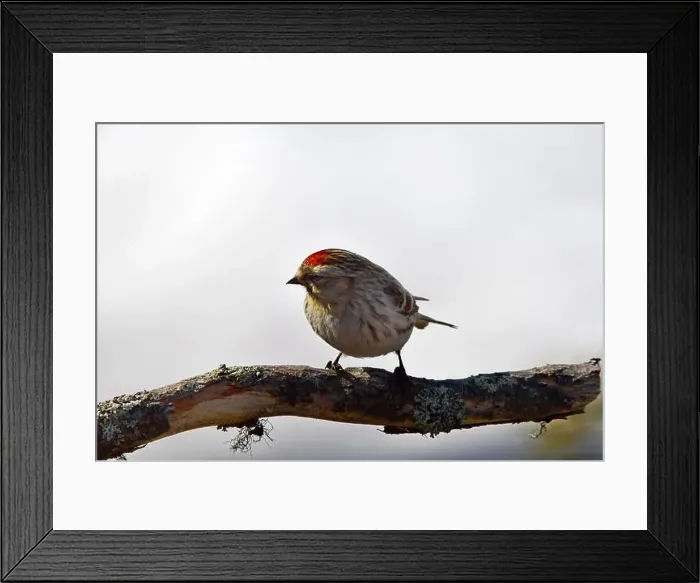 Framed Print : Finland, Kaamanen, Carduelis hornemanni, Arctic Redpoll Framed Print : Finland, Kaamanen, Carduelis hornemanni, Arctic Redpoll