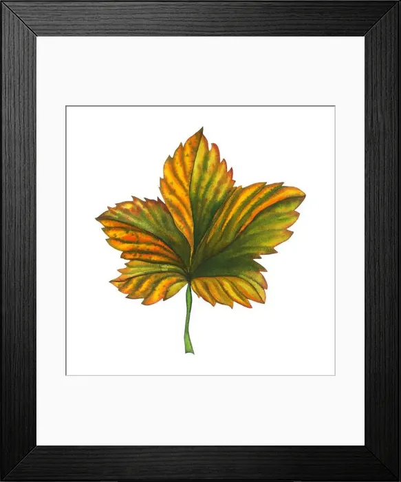Framed Print : Watercolor hand drawn cloudberry leave Framed Print : Watercolor hand drawn cloudberry leave