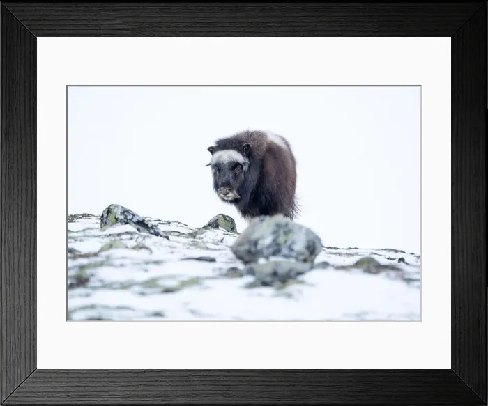 Framed Print : Beautiful portrait of a baby musk ox walks through the snow looking for something to eat among stones Framed Print : Beautiful portrait of a baby musk ox walks through the snow looking for something to eat among stones