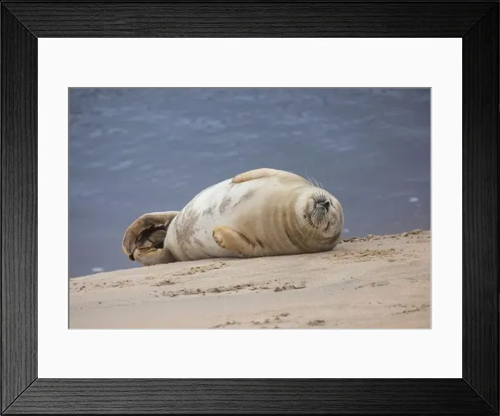 Framed Print : A beautiful seal lies on the sand Framed Print : A beautiful seal lies on the sand