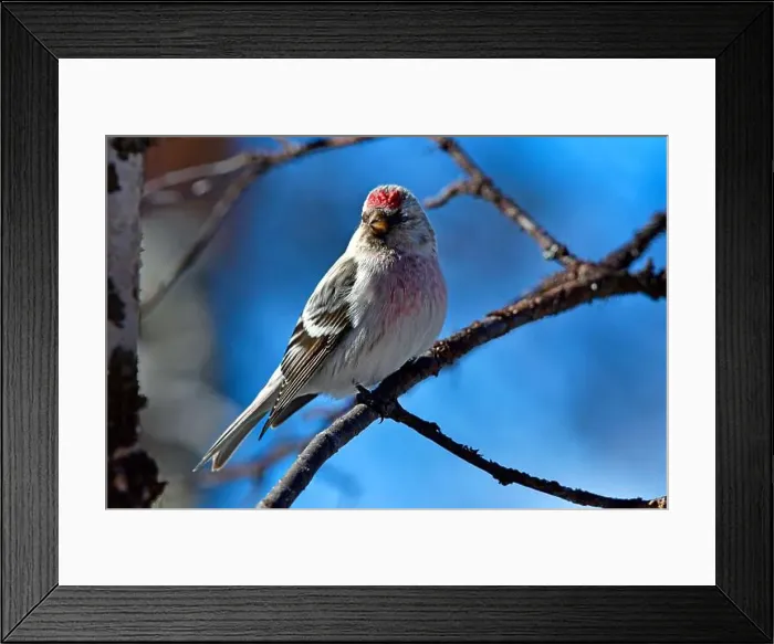 Framed Print : Finland, Kaamanen, Carduelis hornemanni, Arctic Redpoll Framed Print : Finland, Kaamanen, Carduelis hornemanni, Arctic Redpoll