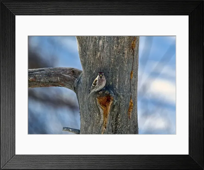 Framed Print : Finland, Kaamanen, Carduelis hornemanni, Arctic Redpoll Framed Print : Finland, Kaamanen, Carduelis hornemanni, Arctic Redpoll