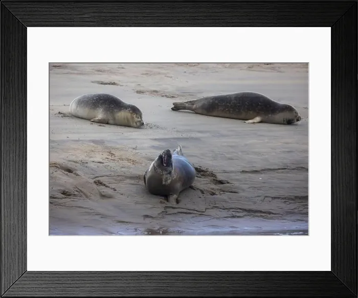 Framed Print : A beautiful seal lies on the sand Framed Print : A beautiful seal lies on the sand