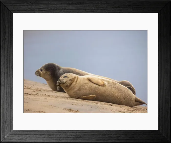 Framed Print : A beautiful seal lies on the sand Framed Print : A beautiful seal lies on the sand