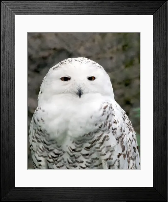 Framed Print : Snowy owl, polar owl, white owl, Arctic owl, Schnee-Eule, Harfang des neiges, Bubo scandiacus, hóbagoly, Zoo Framed Print : Snowy owl, polar owl, white owl, Arctic owl, Schnee-Eule, Harfang des neiges, Bubo scandiacus, hóbagoly, Zoo