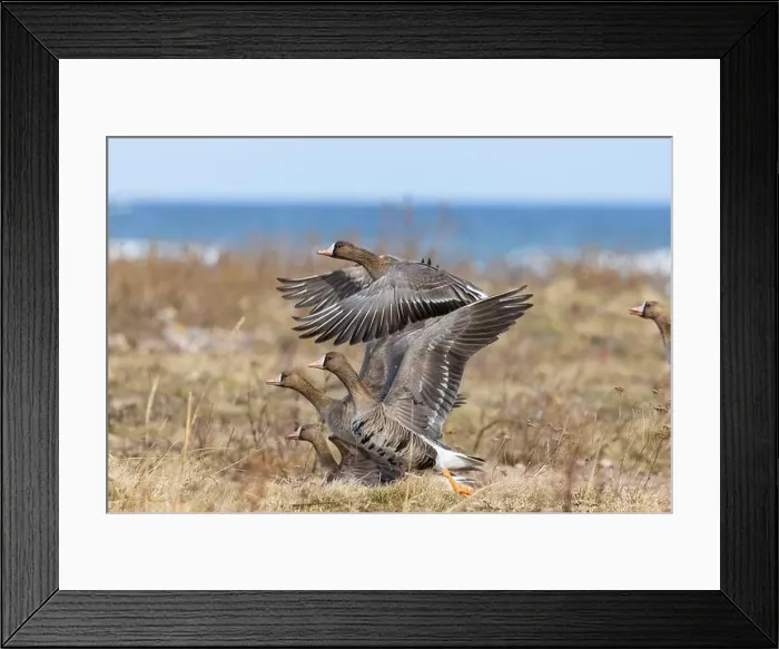 Framed Print : Greater white-fronted geese in Estonia Framed Print : Greater white-fronted geese in Estonia