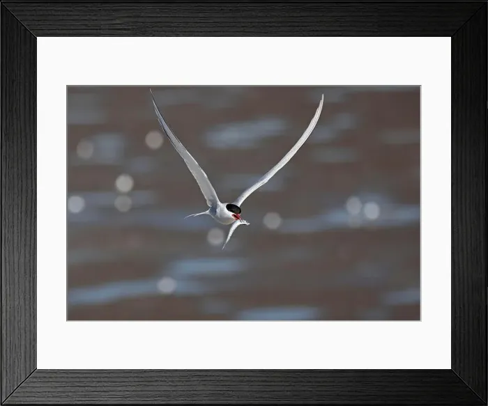 Framed Print : Arctic tern (Sterna paradisaea) in flight with fish in its beak Framed Print : Arctic tern (Sterna paradisaea) in flight with fish in its beak
