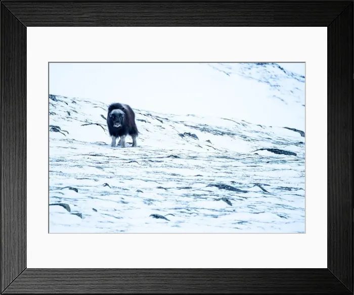 Framed Print : Beautiful portrait of a baby musk ox walks through the snow looking for something to eat among stones Framed Print : Beautiful portrait of a baby musk ox walks through the snow looking for something to eat among stones