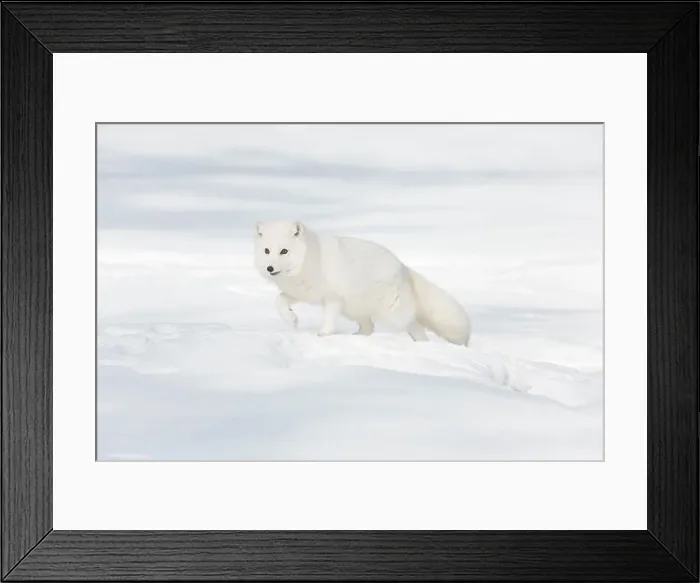 Framed Print : Arctic fox Vulpes lagopus, adult in winter coat, walking in snow, controlled conditions Framed Print : Arctic fox Vulpes lagopus, adult in winter coat, walking in snow, controlled conditions