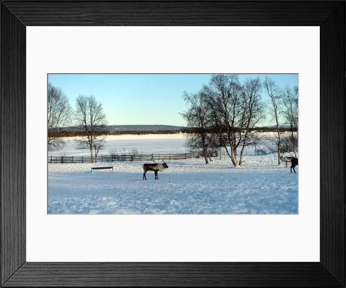 Framed Print : Reindeers rest in the north of Sweden full of snow Framed Print : Reindeers rest in the north of Sweden full of snow