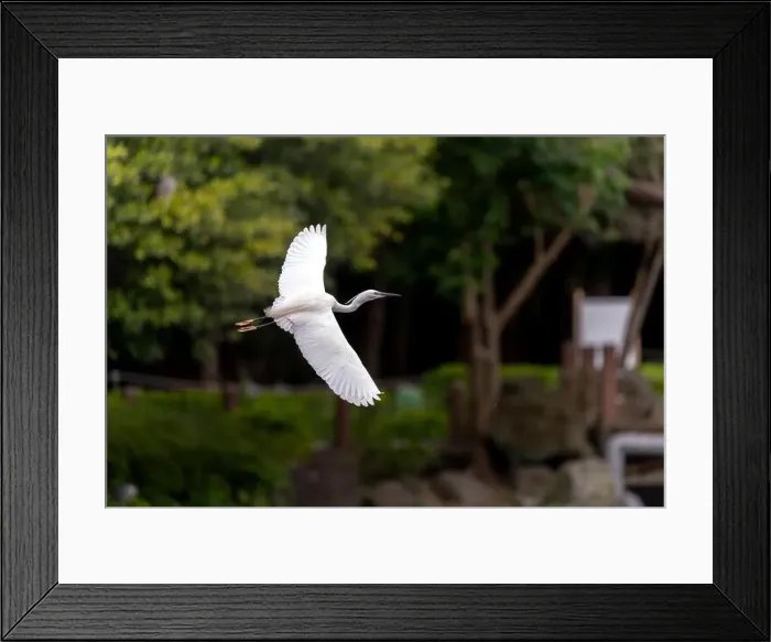 Framed Print : Great egret in flight, wings wide open, park in Taiwan Framed Print : Great egret in flight, wings wide open, park in Taiwan