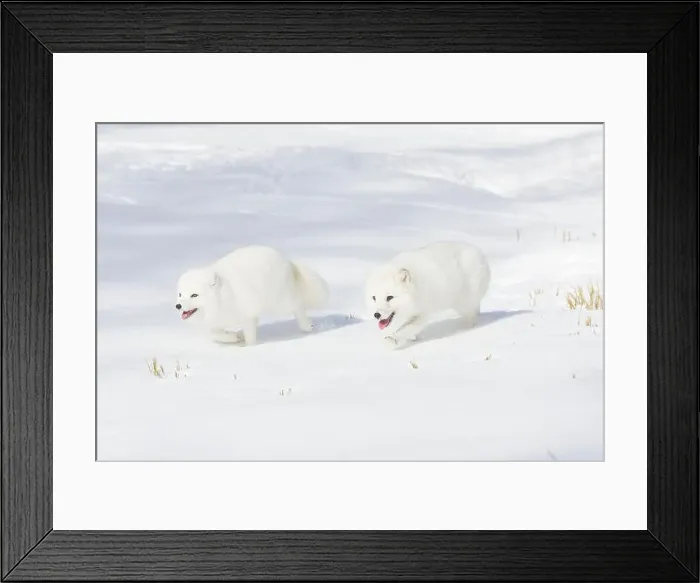 Framed Print : Arctic fox Vulpes lagopus, 2 adults in winter coat, walking in snow, controlled conditions Framed Print : Arctic fox Vulpes lagopus, 2 adults in winter coat, walking in snow, controlled conditions
